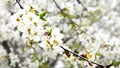 Cherry Blossoms with bokeh, lens flare and soft focus, Spring time Royalty Free Stock Photo