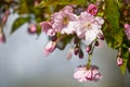 Cherry blossoms