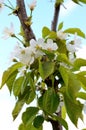 Cherry blossoms branch.Spring. Royalty Free Stock Photo