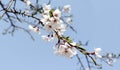 Cherry blossoms and branches in full bloom against the blue sky. Royalty Free Stock Photo