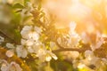 Cherry blossoms in bright warm rays of the spring sun with vintage artifacts. The concept of the arrival of spring and heat, flowe Royalty Free Stock Photo