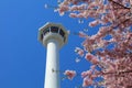 Cherry blossoms in Busan, Korea Royalty Free Stock Photo