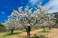 Cherry blossoms, Caderechas valley, Spain Royalty Free Stock Photo
