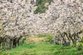 Cherry blossoms, Caderechas valley, Spain Royalty Free Stock Photo
