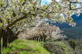 Cherry blossoms in Spain Royalty Free Stock Photo