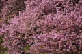 Cherry blossoms called Kawazuzakura Royalty Free Stock Photo