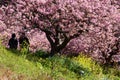 Cherry blossoms called Kawazuzakura Royalty Free Stock Photo