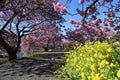 Cherry blossoms called Kawazuzakura Royalty Free Stock Photo