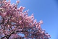 Cherry blossoms called Kawazuzakura Royalty Free Stock Photo