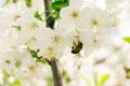 Cherry blossoms. cherry blossom closeup.