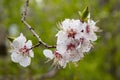 Cherry blossoms, cherry blossoms, spring and awakening Royalty Free Stock Photo