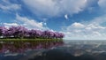 Cherry blossoms on a cherry tree near shore river