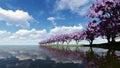 Cherry blossoms on a cherry tree near shore river