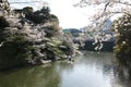 Cherry blossoms at Chidorigafuchi Moat in Tokyo, Japan