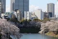 Cherry blossoms at Chidorigafuchi Moat in Tokyo, Japan