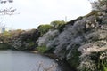 Cherry blossoms at Chidorigafuchi Moat in Tokyo, Japan