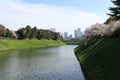 Cherry blossoms at Chidorigafuchi Moat in Tokyo, Japan