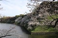 Cherry blossoms at Chidorigafuchi Moat in Tokyo, Japan