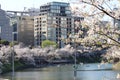 Cherry blossoms at Chidorigafuchi Moat in Tokyo, Japan