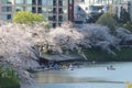 Cherry blossoms at Chidorigafuchi Moat in Tokyo, Japan