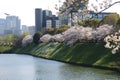 Cherry blossoms at Chidorigafuchi Moat in Tokyo, Japan