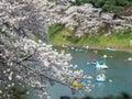 Cherry blossoms in Chidorigafuchi Park in Japan