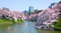 Cherry blossoms at Chidorigafuchi in TOKYO JAPAN