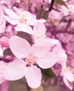 Cherry blossoms close branch background springtime flower