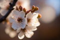 Cherry blossoms Close-up: Capture the details of individual cherry blossoms Royalty Free Stock Photo