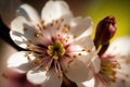 Cherry blossoms Close-up: Capture the details of individual cherry blossoms Royalty Free Stock Photo