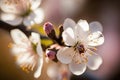 Cherry blossoms Close-up: Capture the details of individual cherry blossoms Royalty Free Stock Photo