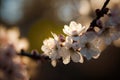 Cherry blossoms Close-up: Capture the details of individual cherry blossoms Royalty Free Stock Photo