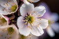 Cherry blossoms Close-up: Capture the details of individual cherry blossoms Royalty Free Stock Photo