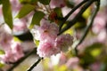 Cherry blossoms close up. Natural floral background. Delicate pink sakura flowers in spring. Cherry blossom branch on blurred Royalty Free Stock Photo