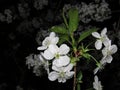 Cherry blossoms close-up at night on a spring day Royalty Free Stock Photo