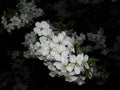 Cherry blossoms close-up at night on a spring day Royalty Free Stock Photo