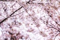 Cherry blossoms in seoul south korea Royalty Free Stock Photo