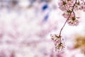 Cherry blossoms in seoul south korea Royalty Free Stock Photo