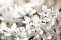 Cherry blossoms, close-up Royalty Free Stock Photo