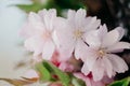 Cherry blossom closeup. BrÃÂ°nch with cherry flowers in spring Royalty Free Stock Photo