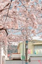 Cherry blossoms and colorful house at Jinhae Yeojwacheon stream street in Changwon, Korea Royalty Free Stock Photo