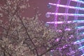Cherry blossoms and Cosmo clock
