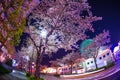 Cherry blossoms and Cosmo clock