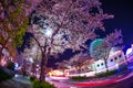 Cherry blossoms and Cosmo clock