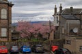 Cherry blossoms in the courtyard of the town of Port Glasgow
