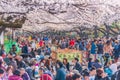 Cherry Blossoms festival in Ueno Park,Tokyo,Japan Royalty Free Stock Photo