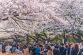 Cherry Blossoms festival in Ueno Park,Tokyo,Japan