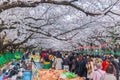 Cherry Blossoms festival in Ueno Park,Tokyo,Japan Royalty Free Stock Photo