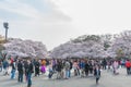 Cherry Blossoms festival in Ueno Park,Tokyo,Japan Royalty Free Stock Photo