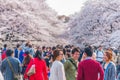 Cherry Blossoms festival in Ueno Park,Tokyo,Japan Royalty Free Stock Photo